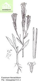 Attēlu rezultāti vaicājumam “Erysimum hieracifolium”