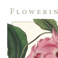 Attēlu rezultāti vaicājumam “Apocynaceae”