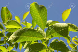 Attēlu rezultāti vaicājumam “Juglans regia leaf”
