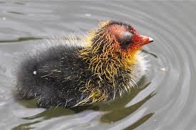 Attēlu rezultāti vaicājumam “Fulica atra eggs”