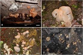 Attēlu rezultāti vaicājumam “Craterocolla cerasi”
