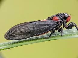 Attēlu rezultāti vaicājumam “Ceramica pisi larva”