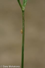 Attēlu rezultāti vaicājumam “Silene viscaria fruit”