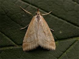 Attēlu rezultāti vaicājumam “Udea lutealis”