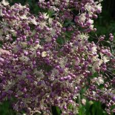 Attēlu rezultāti vaicājumam “Thalictrum lucidum”