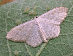 Attēlu rezultāti vaicājumam “Scopula floslactata imago”