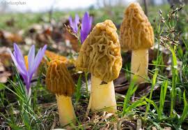 Attēlu rezultāti vaicājumam “Verpa bohemica”