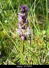 Attēlu rezultāti vaicājumam “Dactylorhiza cruenta leaf”