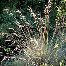 Attēlu rezultāti vaicājumam “Festuca ovina flower”