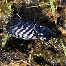 Attēlu rezultāti vaicājumam “Pterostichus niger”