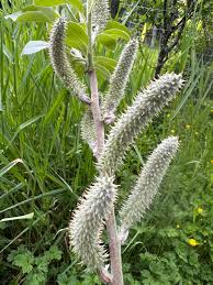 Attēlu rezultāti vaicājumam “Salix caprea male flower”