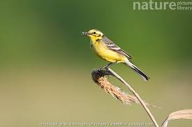 Attēlu rezultāti vaicājumam “Motacilla flava flava adult”