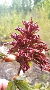 Attēlu rezultāti vaicājumam “Thecabius affinis”