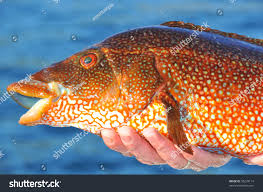 Image result for Labrus bergylta