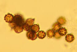 Attēlu rezultāti vaicājumam “Geastrum quadrifidum”