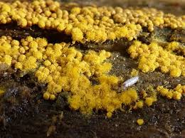 Attēlu rezultāti vaicājumam “Craterium minutum cf. var. brunneum macro”