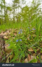 Attēlu rezultāti vaicājumam “Commelina coelestis”