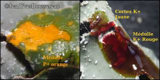 Attēlu rezultāti vaicājumam “Parmelia submontana”