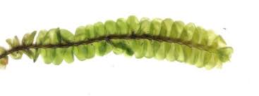 Attēlu rezultāti vaicājumam “Plagiochila porelloides sporophyte”