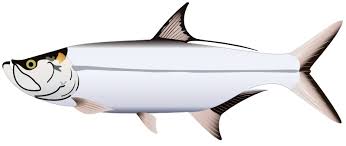 Image result for Megalops atlanticus