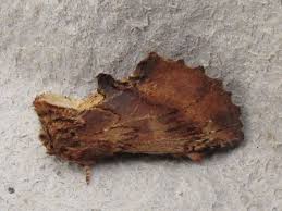 Attēlu rezultāti vaicājumam “Ptilodon capucina larva”