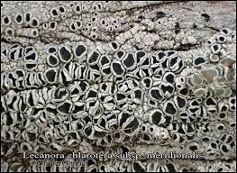 Attēlu rezultāti vaicājumam “Lecanora chlarotera”