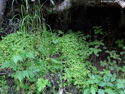 Attēlu rezultāti vaicājumam “Circaea alpina”