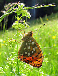 Attēlu rezultāti vaicājumam “Argynnis aglaja underside”