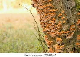 Attēlu rezultāti vaicājumam “Inonotus radiatus”