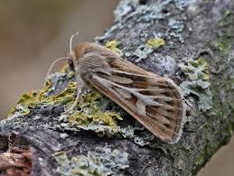 Attēlu rezultāti vaicājumam “Cerapteryx graminis”