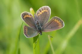 Attēlu rezultāti vaicājumam “Plebejus argus”