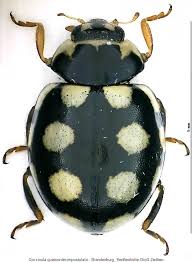 Attēlu rezultāti vaicājumam “Coccinula quatuordecimpustulata”