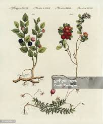 Attēlu rezultāti vaicājumam “Vaccinium vitis-idaea fruit”