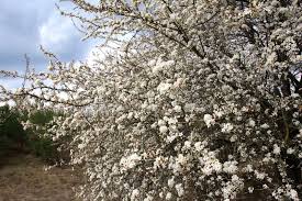 Attēlu rezultāti vaicājumam “Prunus cerasifera var. divaricata bud”