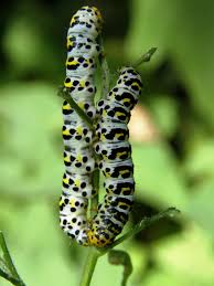Attēlu rezultāti vaicājumam “Shargacucullia scrophulariae”