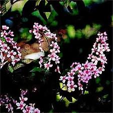 Attēlu rezultāti vaicājumam “Prunus padus var. roseiflora”