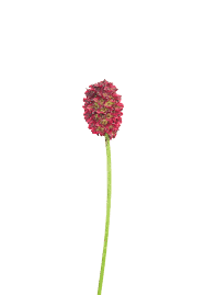 Attēlu rezultāti vaicājumam “Sanguisorba officinalis bud”