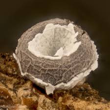 Attēlu rezultāti vaicājumam “Physarum luteolum”