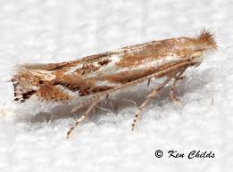 Attēlu rezultāti vaicājumam “Bucculatricidae”