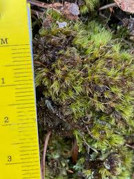 Attēlu rezultāti vaicājumam “Campylium stellatum sporophyte”