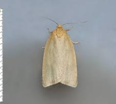 Attēlu rezultāti vaicājumam “Aphelia paleana larva”