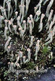 Attēlu rezultāti vaicājumam “Cladonia ochrochlora”
