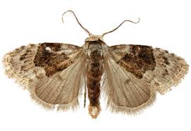 Attēlu rezultāti vaicājumam “Nolidae”