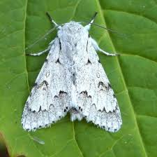 Attēlu rezultāti vaicājumam “Acronicta leporina larva”