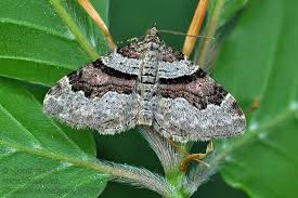 Attēlu rezultāti vaicājumam “Xanthorhoe designata”