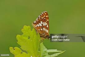 Attēlu rezultāti vaicājumam “Hamearis lucina”