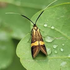 Attēlu rezultāti vaicājumam “Nemophora metallica”