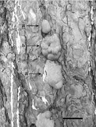 Attēlu rezultāti vaicājumam “Symphytocarpus flaccidus stalked”