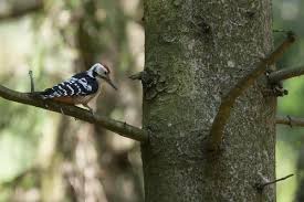 Attēlu rezultāti vaicājumam “Dendrocopos leucotos male”