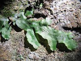 Attēlu rezultāti vaicājumam “Conocephalum salebrosum”